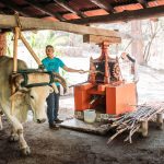 Two people operating a sugar cane press with an ox under a rustic shelter.