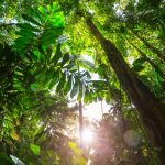 Sunlight filtering through lush green rainforest canopy.