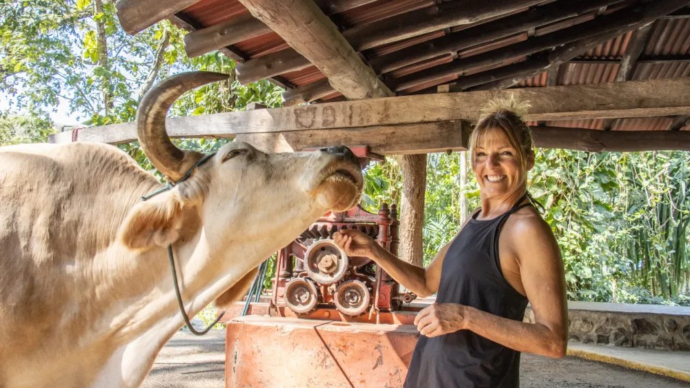 Woman smiling next to a cow under a wooden structure in a rural setting.