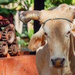 A bull next to a vintage red machine outdoors.