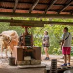 People observing a cow operating a traditional machine under a roofed area.