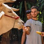 People feeding a cow with bananas in an outdoor setting.