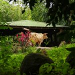 Cow near a green-roofed structure surrounded by lush greenery.