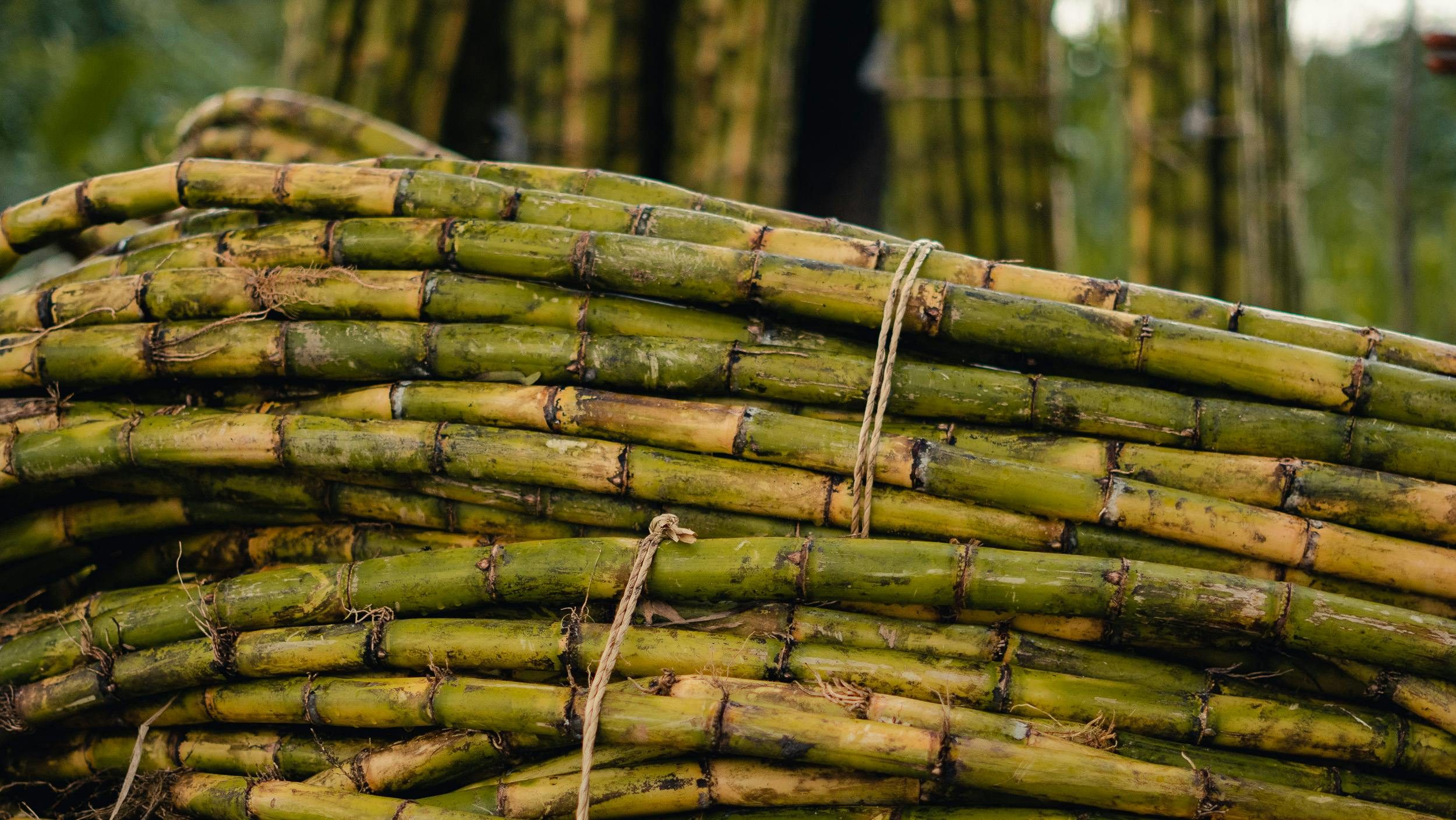 Savoring Costa Rica Tradition: The Story of Sugar Cane in Guanacaste