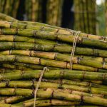 Close-up of stacked sugarcane stalks tied together outdoors.