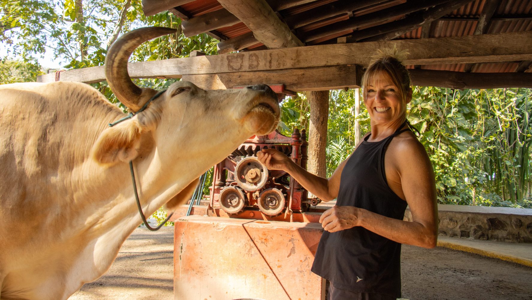 Caramelo, el buey, en un trapiche tradicional de caña de azúcar en Guanacaste, Costa Rica