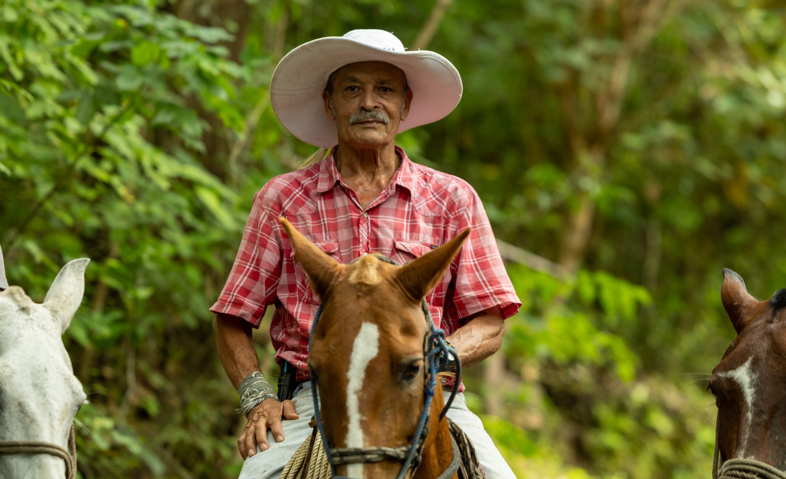 Man in a pink plaid shirt and white hat riding a horse in a forest.