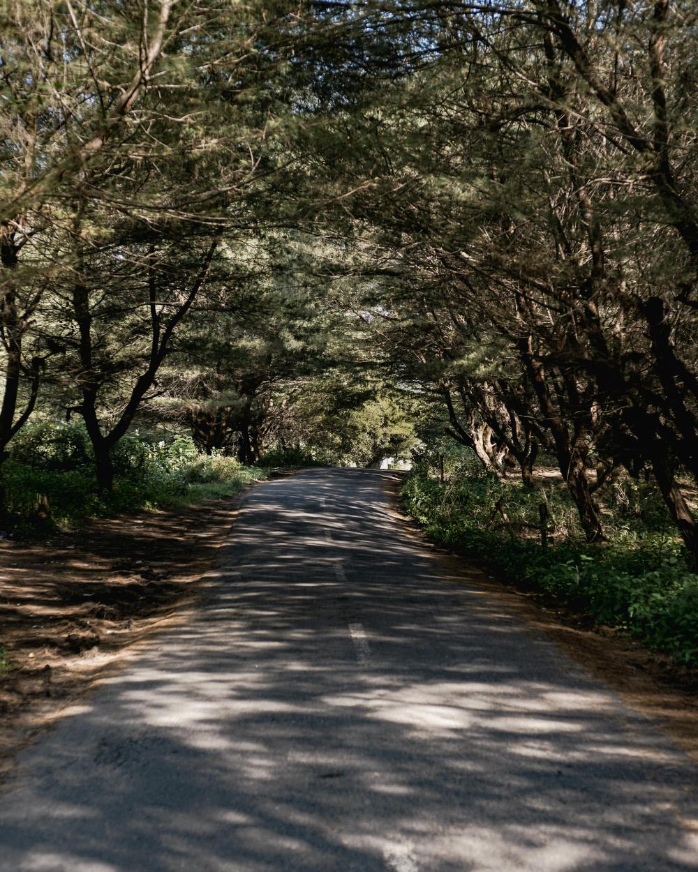 Tree-lined road with dappled sunlight and shadows from overhead foliage.