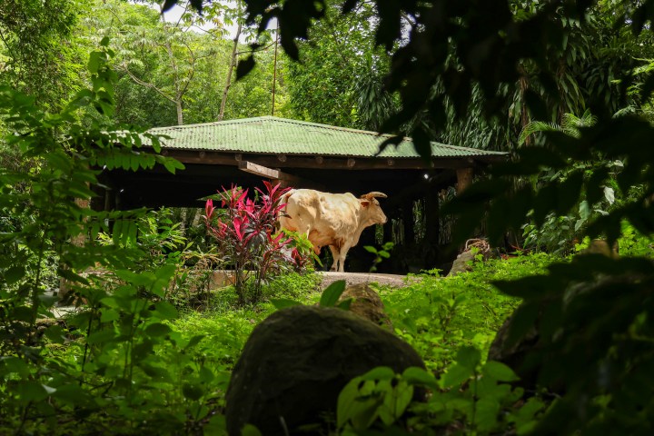 Cow standing near a rustic shelter surrounded by lush greenery.