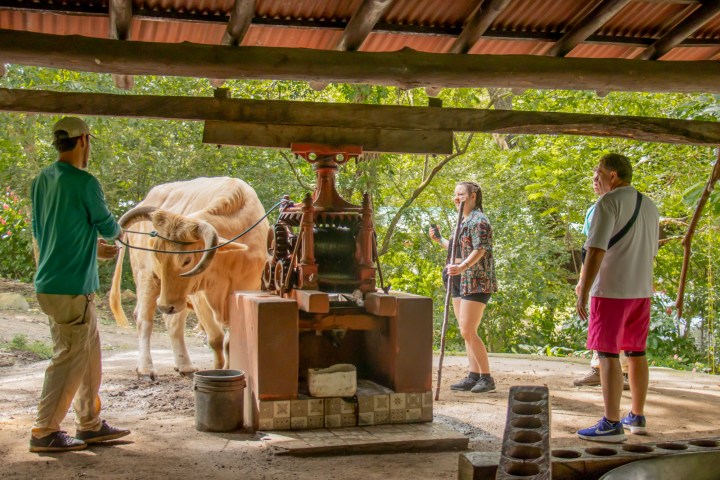 Three people and a bull operate a traditional sugar cane press under a wooden shelter with greenery around.