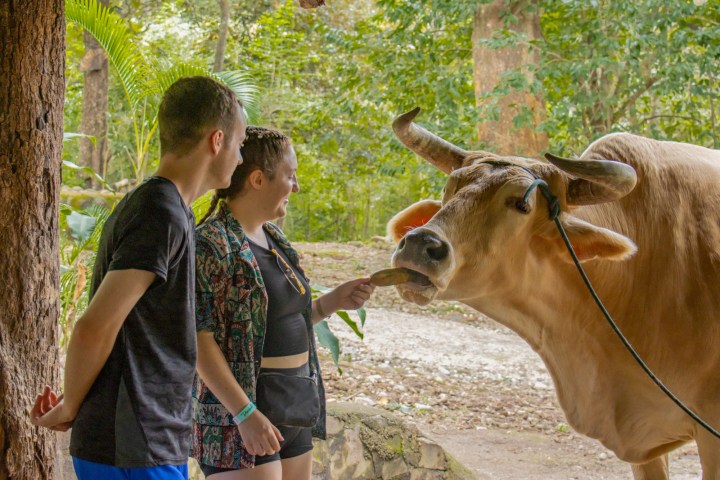 Two people feeding a cow with horns in a forest setting.