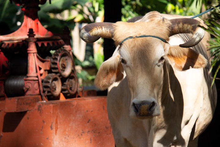 A cow with horns stands near red machinery and greenery in the background.