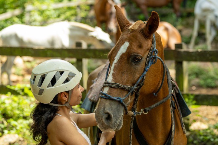 Person in a helmet petting a brown horse in a paddock with other horses in the background.