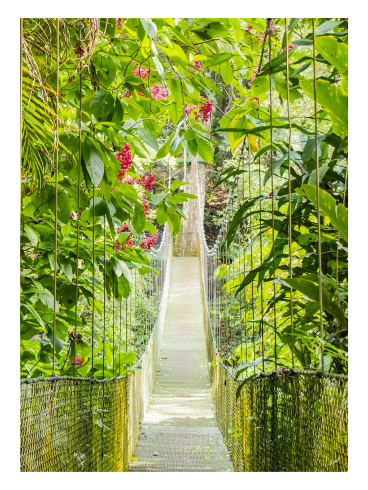 Suspension bridge through lush green jungle with red flowers.