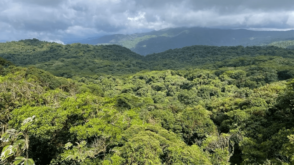 Lush green rainforest under a cloudy sky and distant mountains.