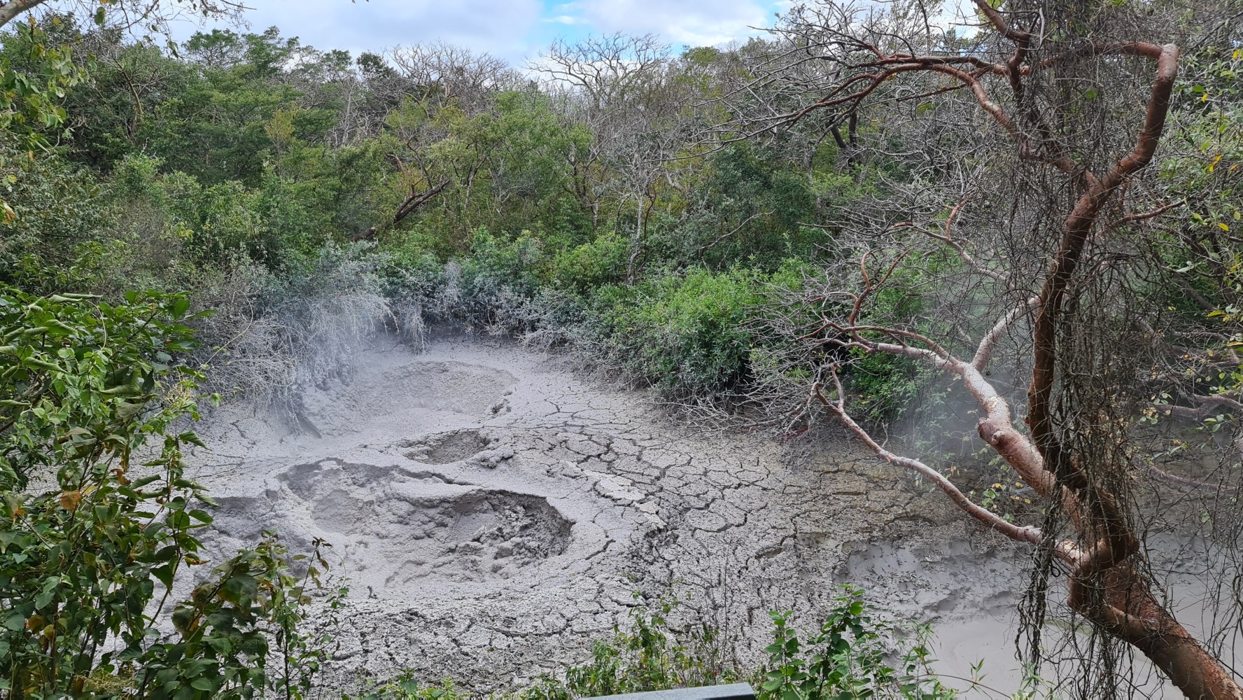 Gray muddy area with bubbling surface surrounded by dense green and dry trees.